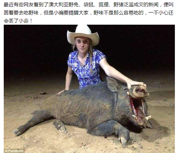 花山vs巨型野猪视频直播,Golang技术如何重塑极限狩猎直播体验 花山vs巨型野猪视频直播,Golang技术如何重塑极限狩猎直播体验